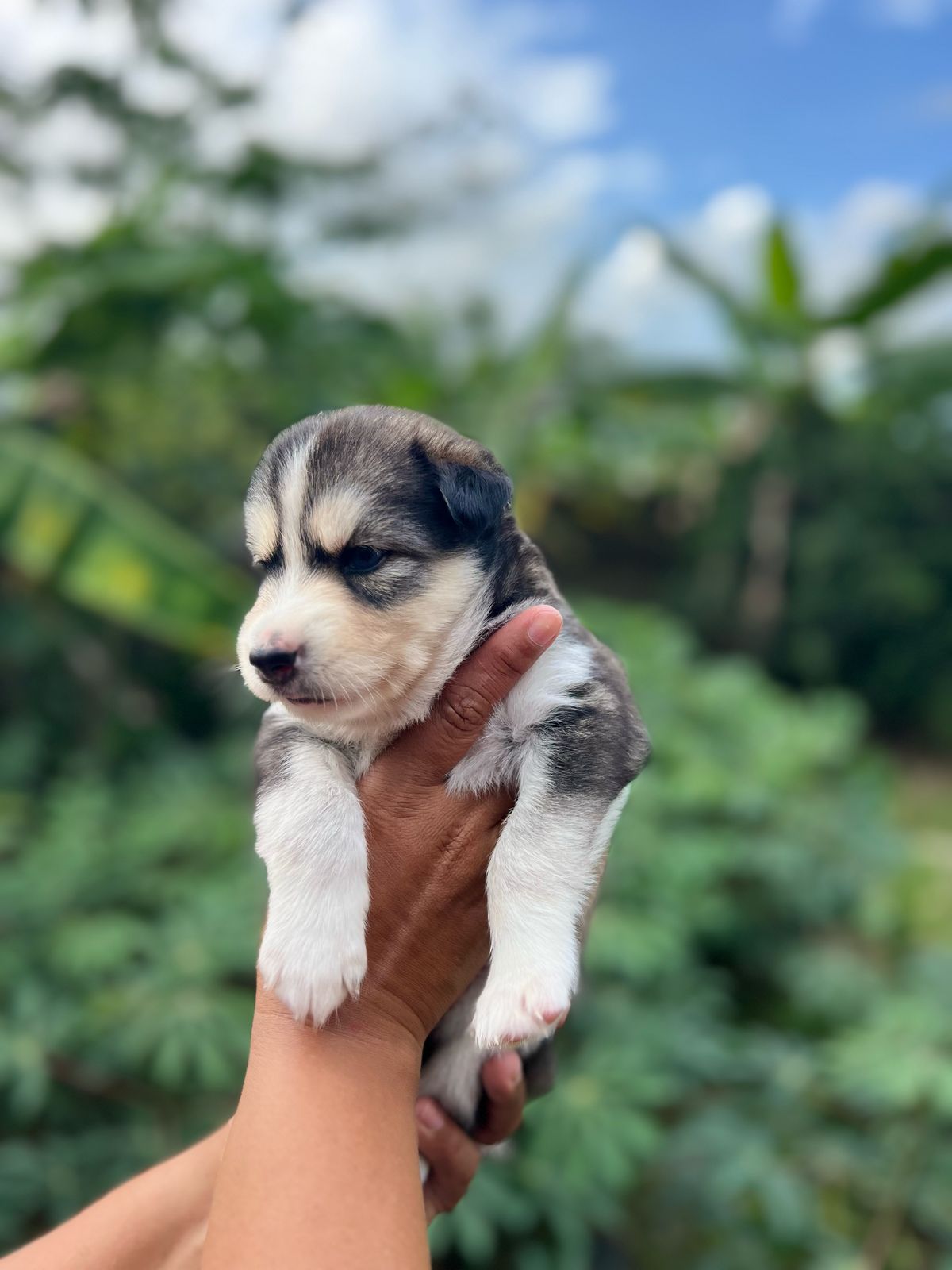 animales y mascotas - Cachorros kushye siveriano en venta  3