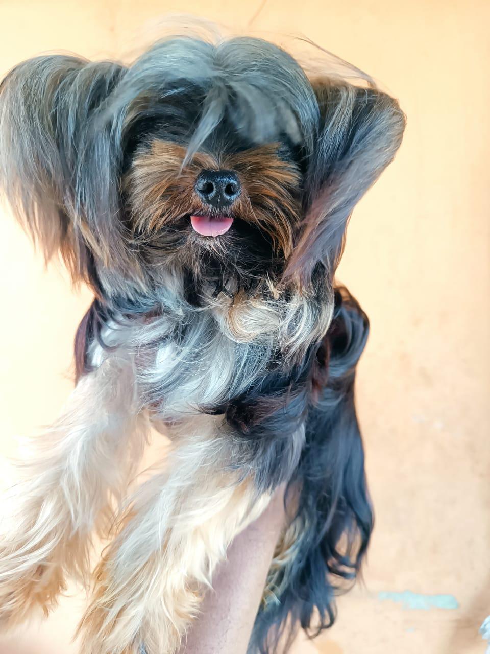 animales y mascotas - yorkie disponible para monta padrote  1