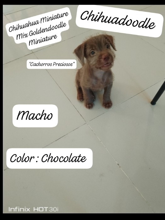 animales y mascotas - Chihuadoodle Miniature "Goldendoodle Miniature mix Chihuahua Miniature" 9