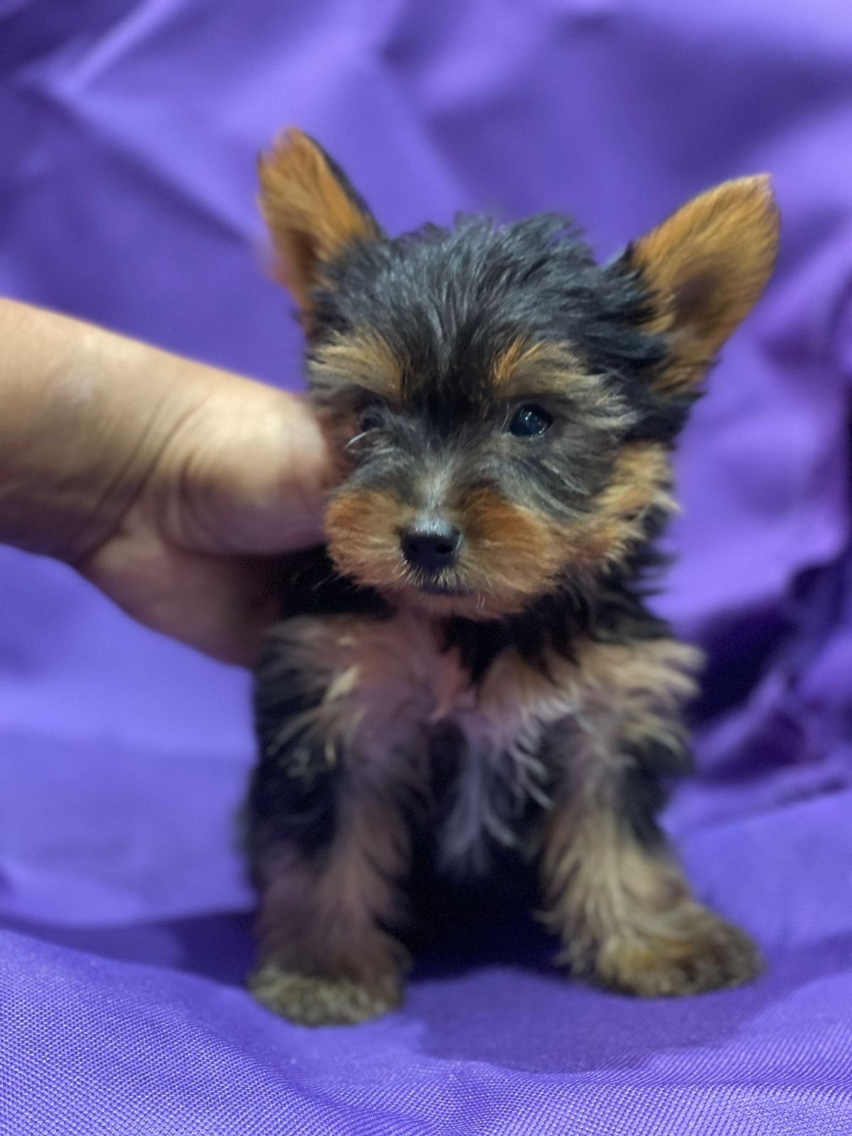 animales y mascotas - Yorkie  1