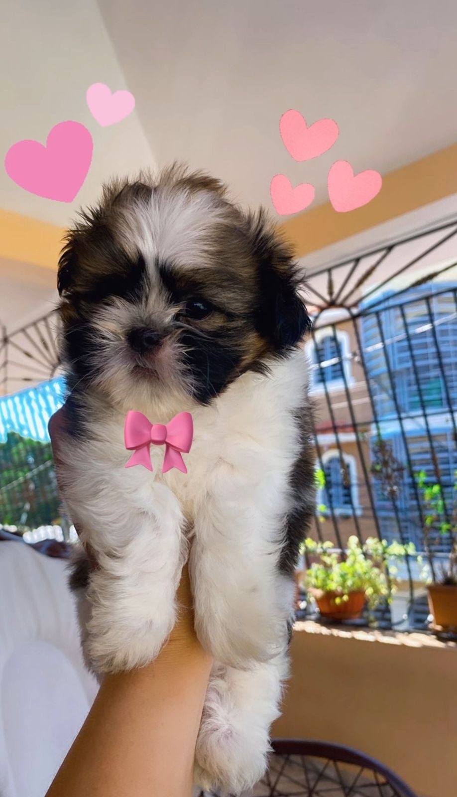 animales y mascotas - Cachorro shih tzu macho  1