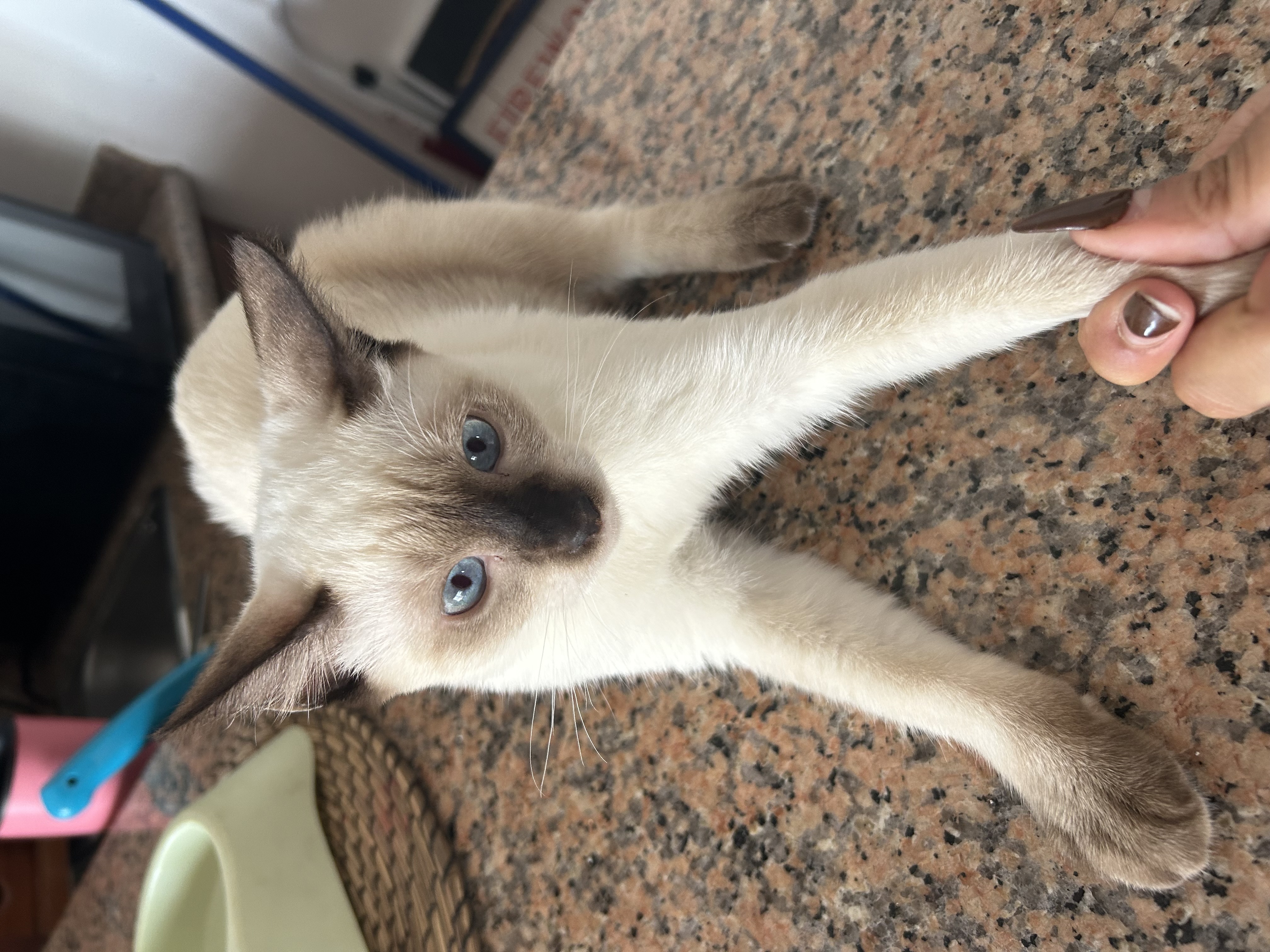 animales y mascotas - Vendo Siameses 1