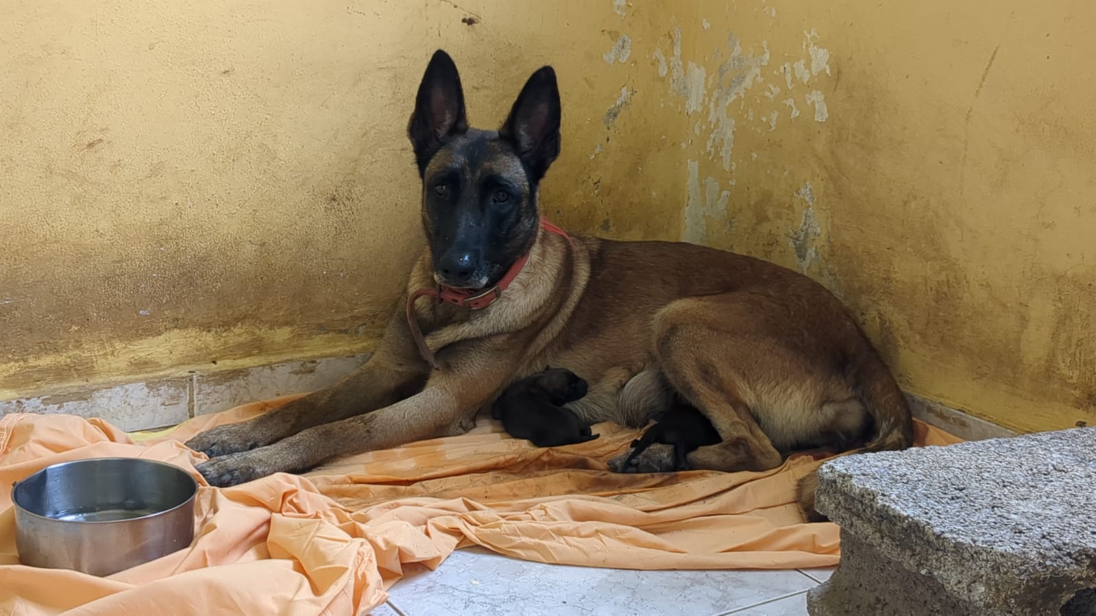 animales y mascotas - Pastores Belga Malinois  1