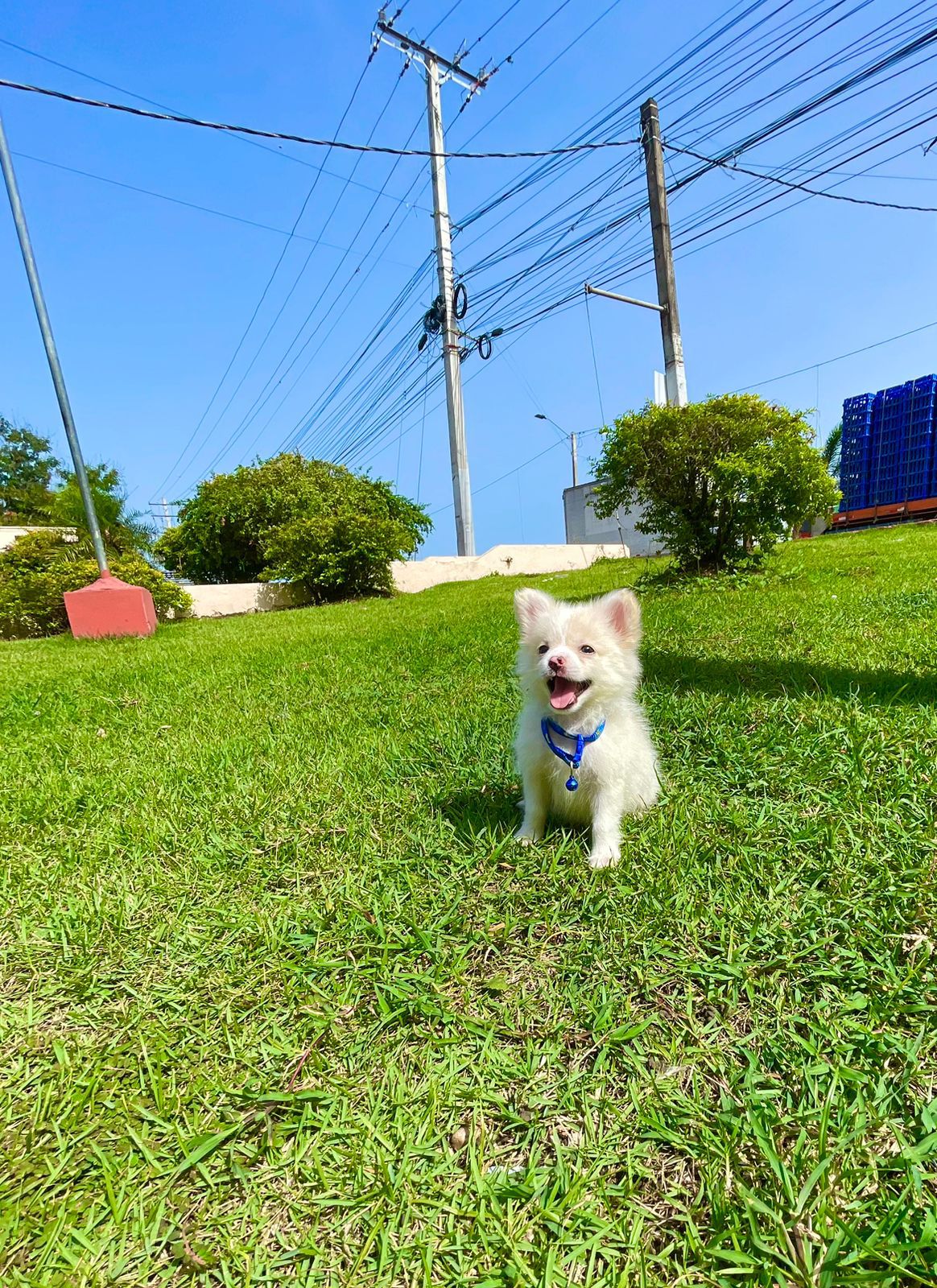 animales y mascotas - Spitz Aleman/ Pomerania macho 0