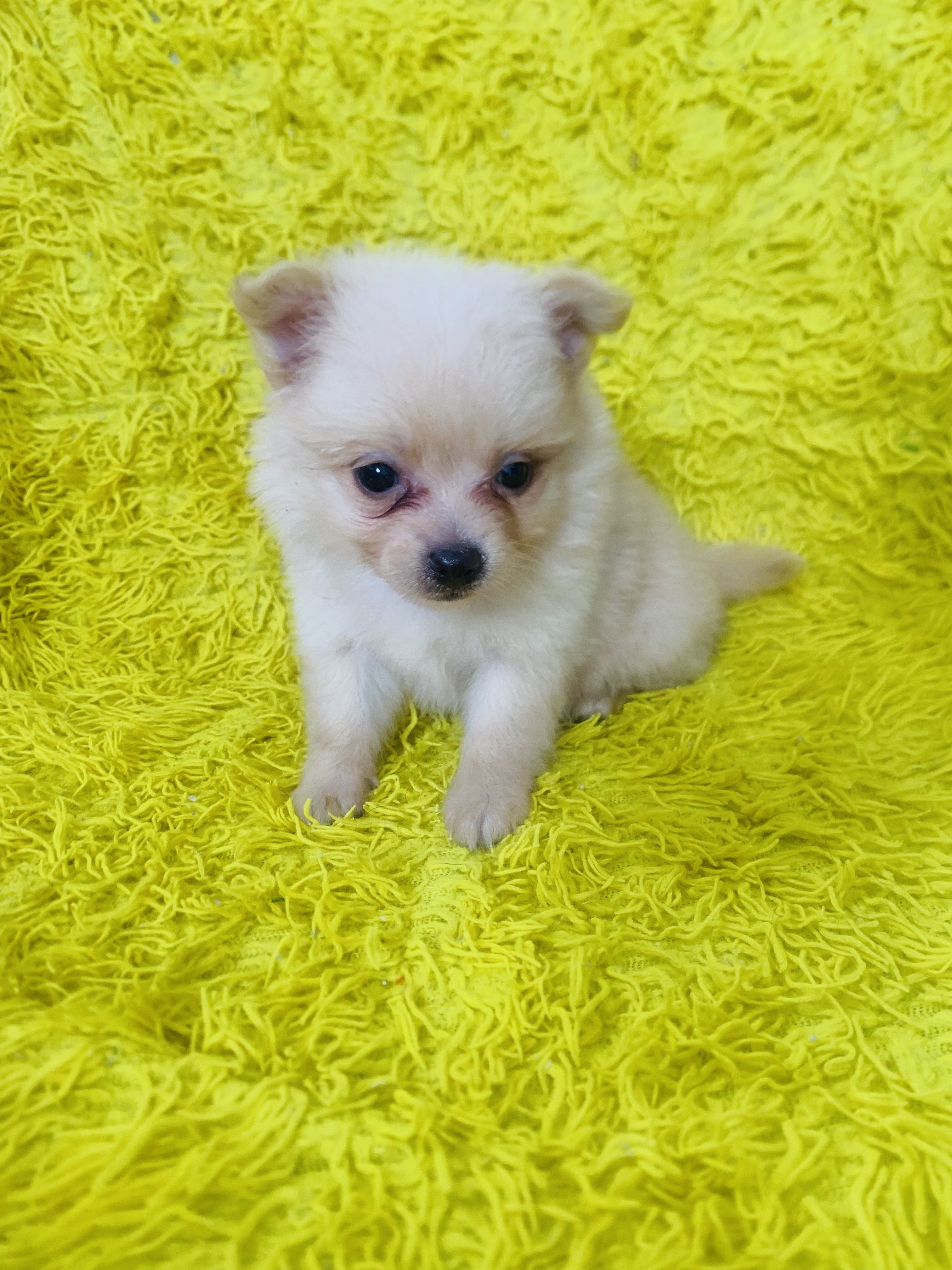 animales y mascotas - Cachorro Pomerania macho 1