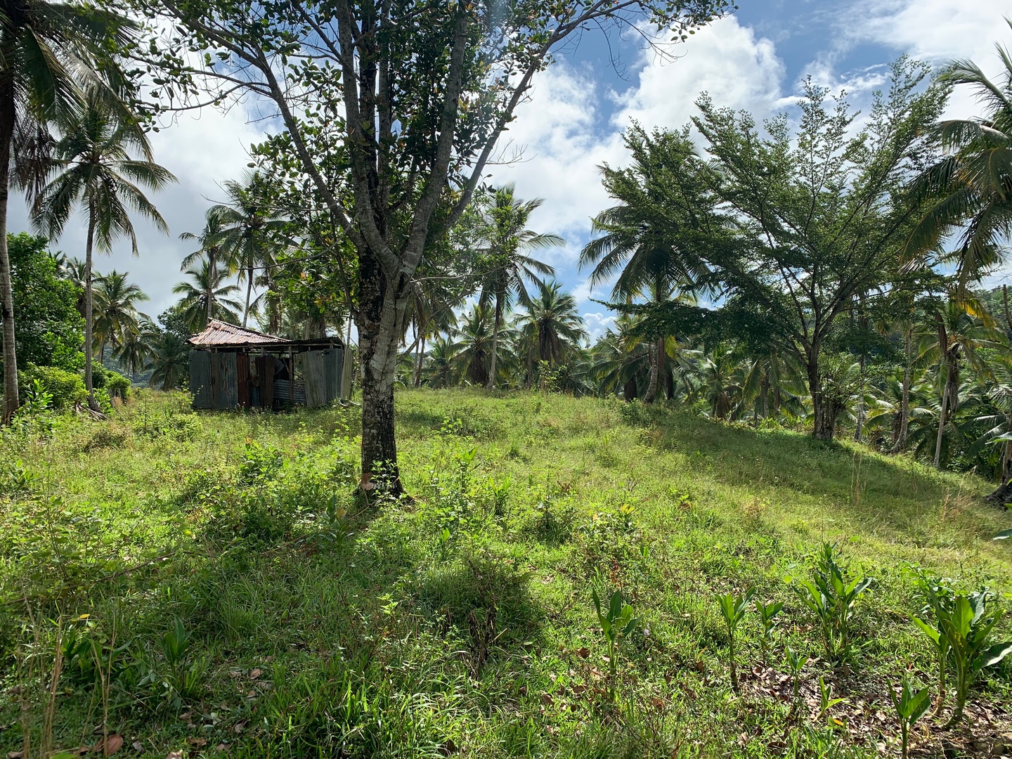 solares y terrenos - Finca de Coco de 121 tareas entre Samaná/El Limón y Las Terrenas  2