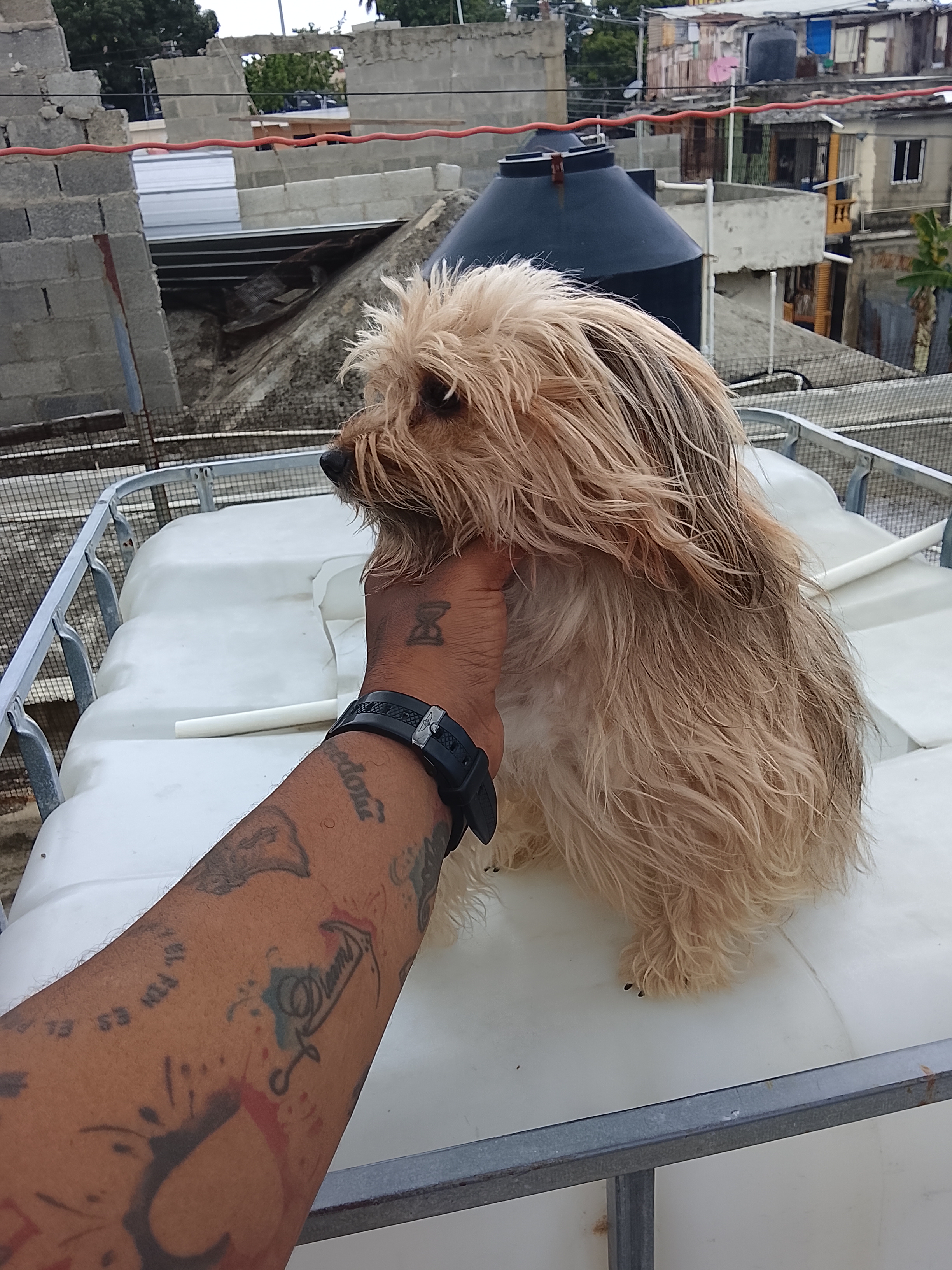 animales y mascotas - Perros yorkiepoo los padres estan al final 8