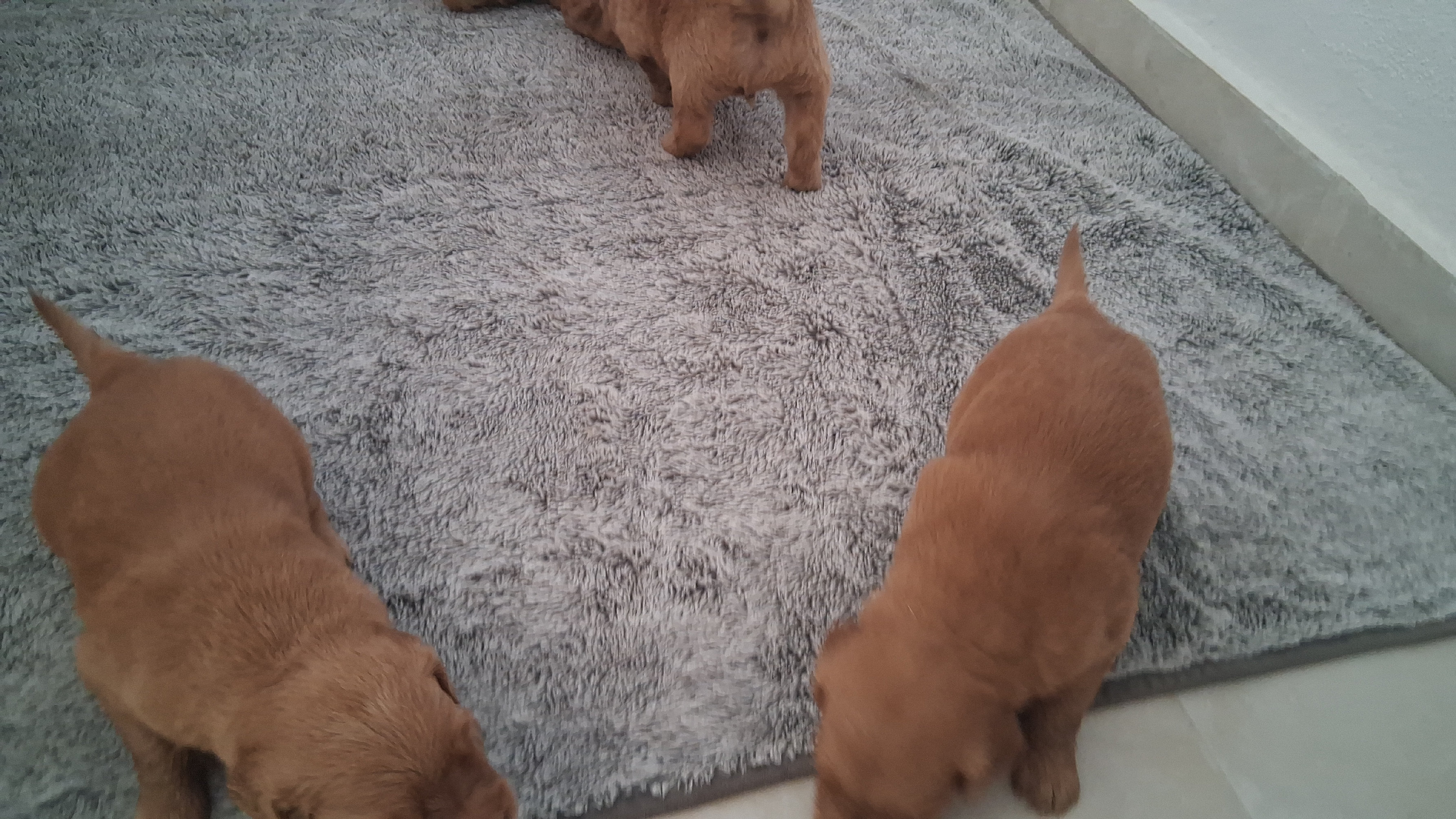 animales y mascotas - Lindos y tiernos camada de Golden Retriever que tus días estén llenos de ternura 6