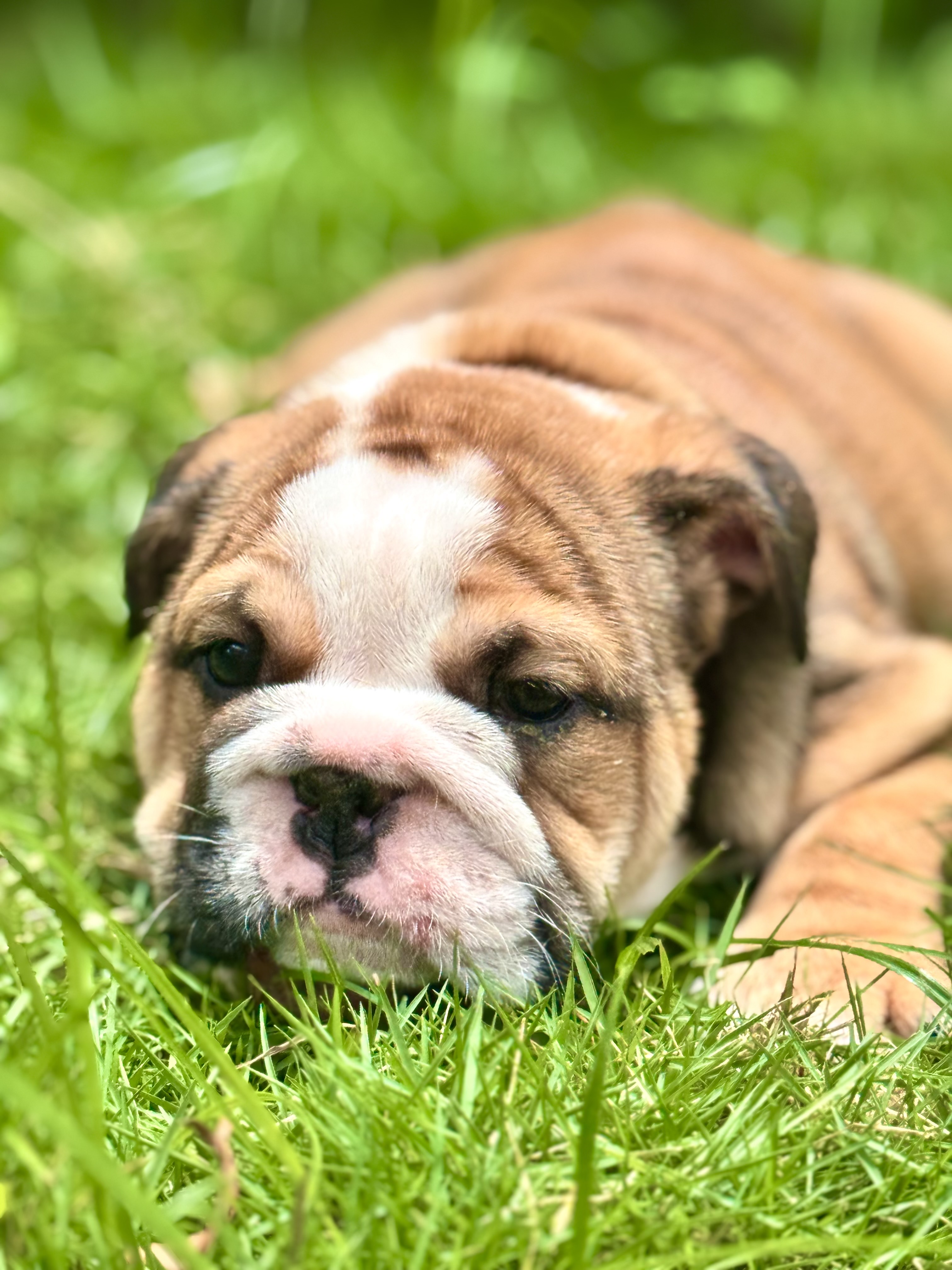 animales y mascotas - CACHORROS BULLDOG INGLES 0