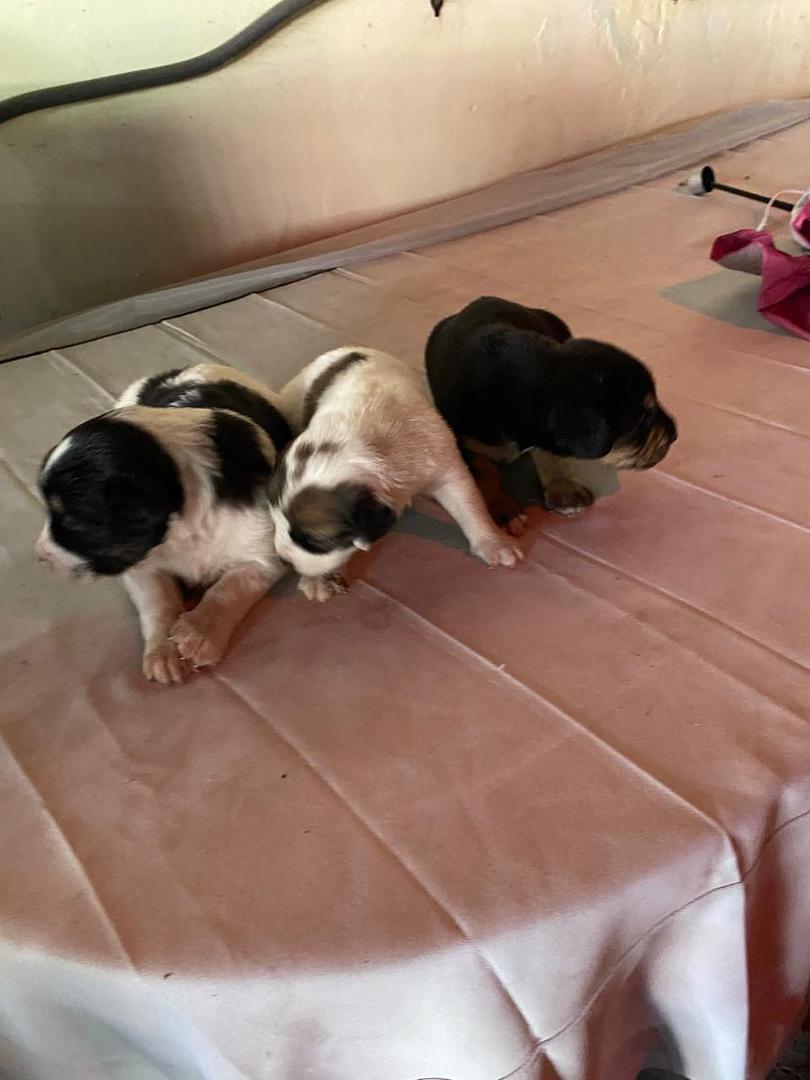 animales y mascotas - se venden estos hermosos cachorros rosgualey y con pastor alemán  8