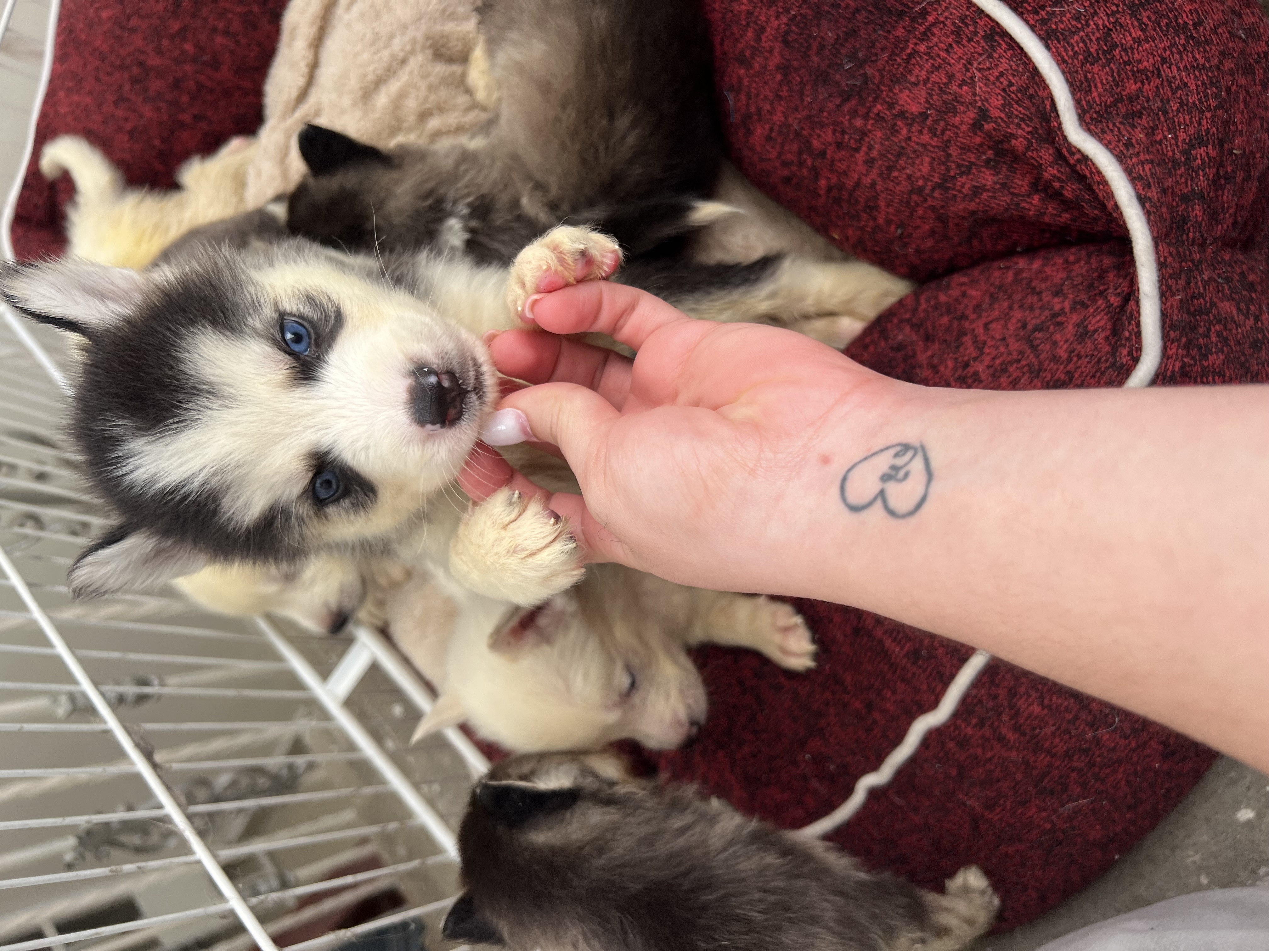 animales y mascotas - Huskys siberianos  1