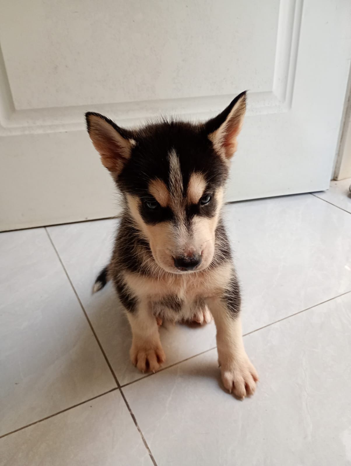 animales y mascotas - Cachorros Husky  12,000 1