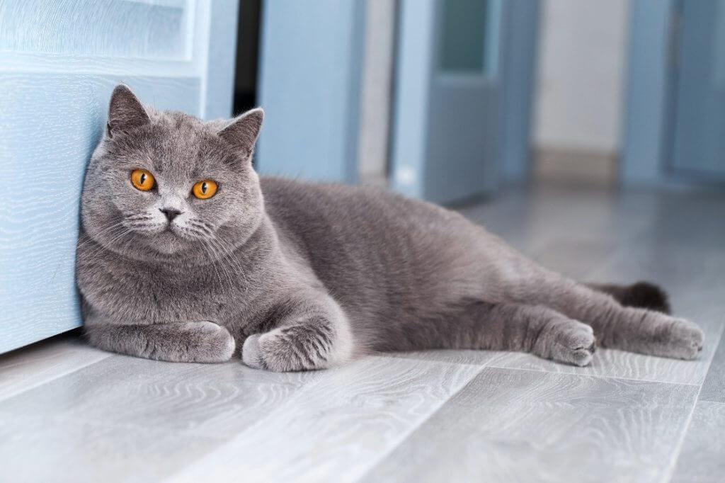 animales y mascotas - gato chartrew frances 2