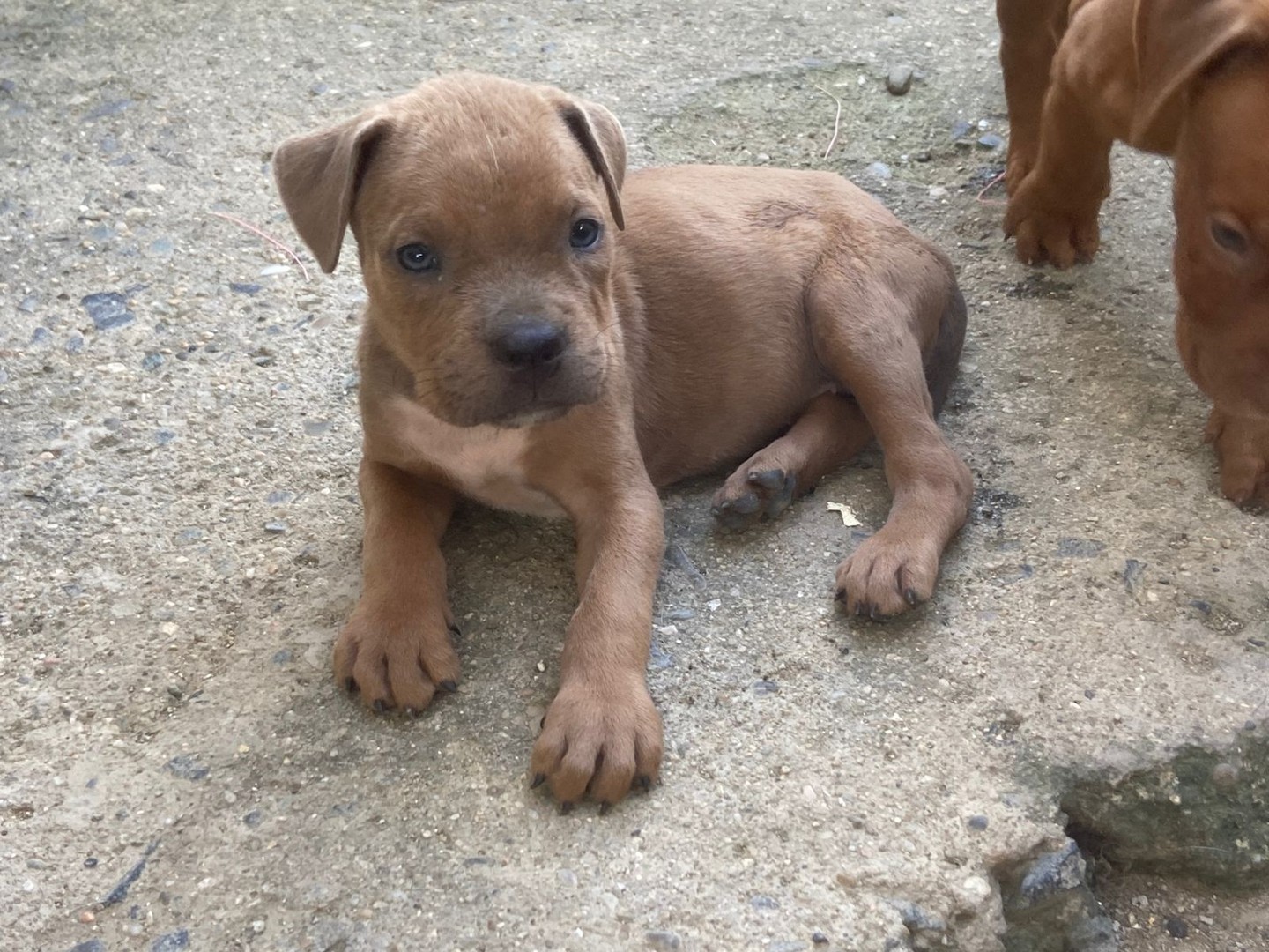 animales y mascotas - Cachorros pitbull 10