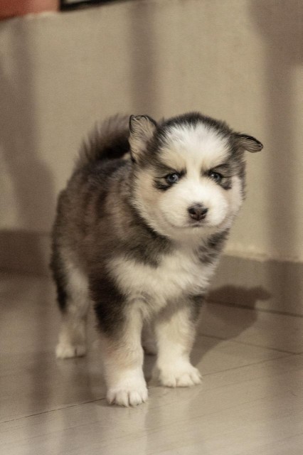 animales y mascotas - Husky siberiano  7