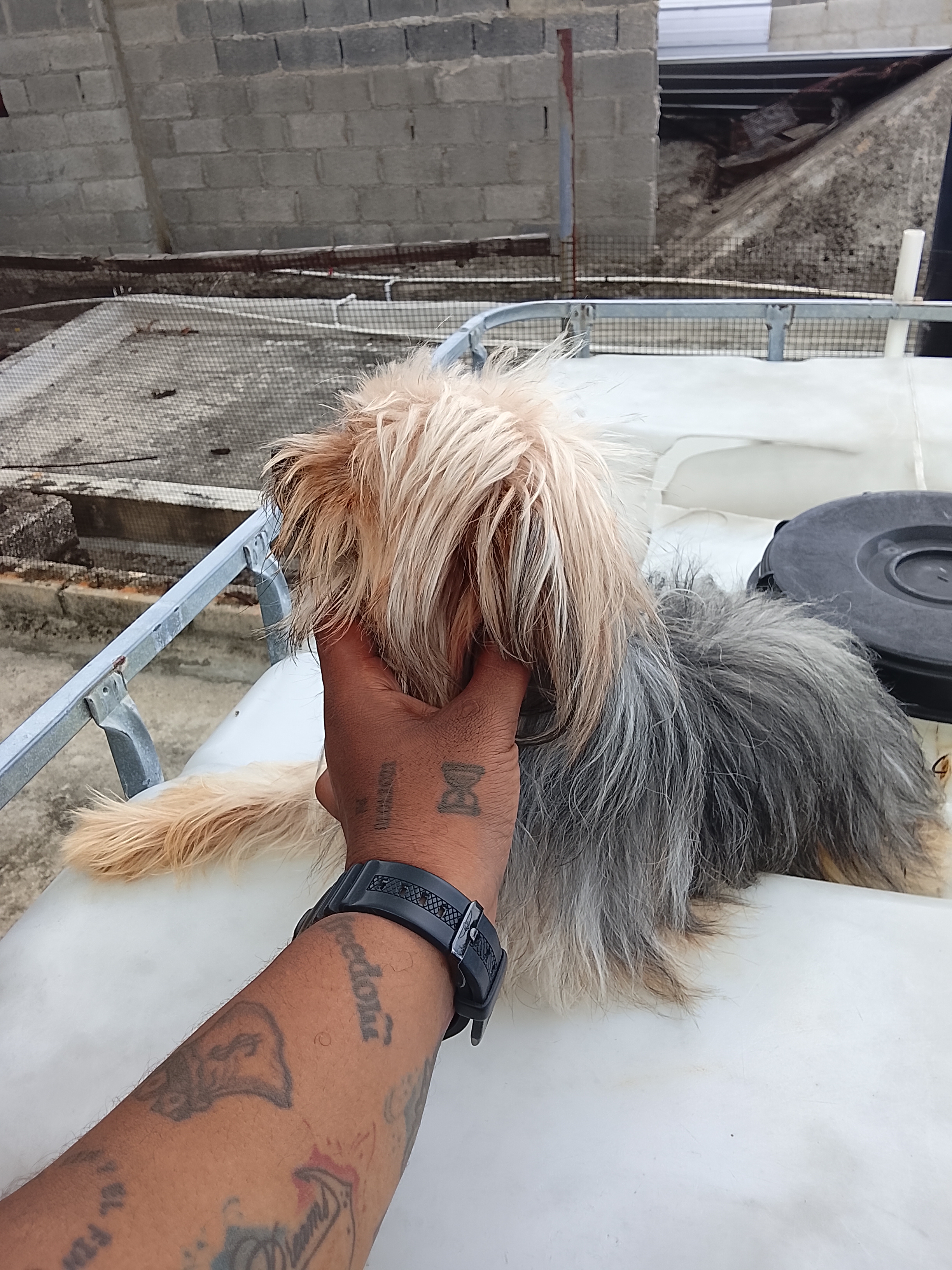 animales y mascotas - Perros yorkiepoo los padres estan al final 5