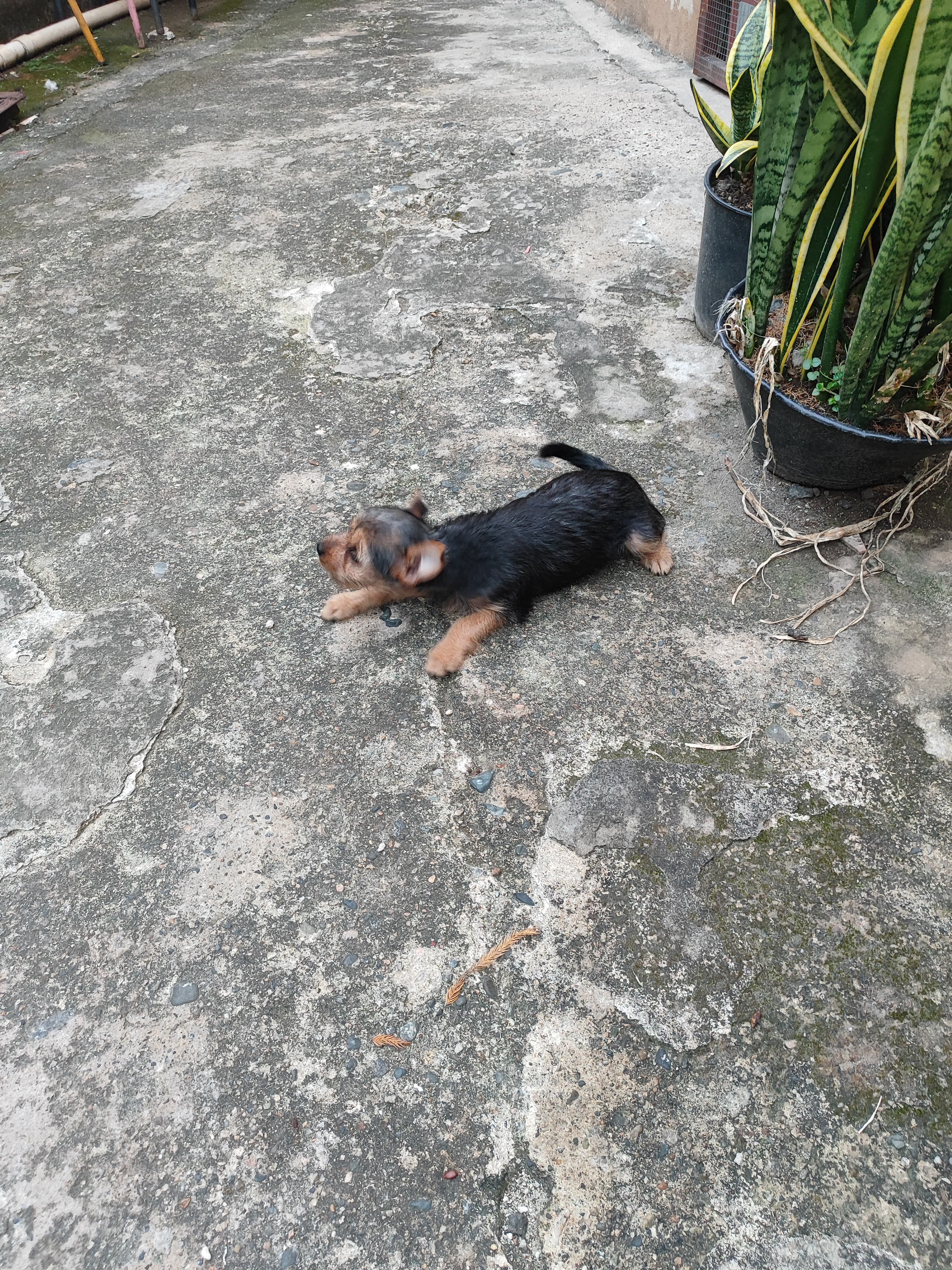 animales y mascotas - Yorkie mix con poodle hembra 4
