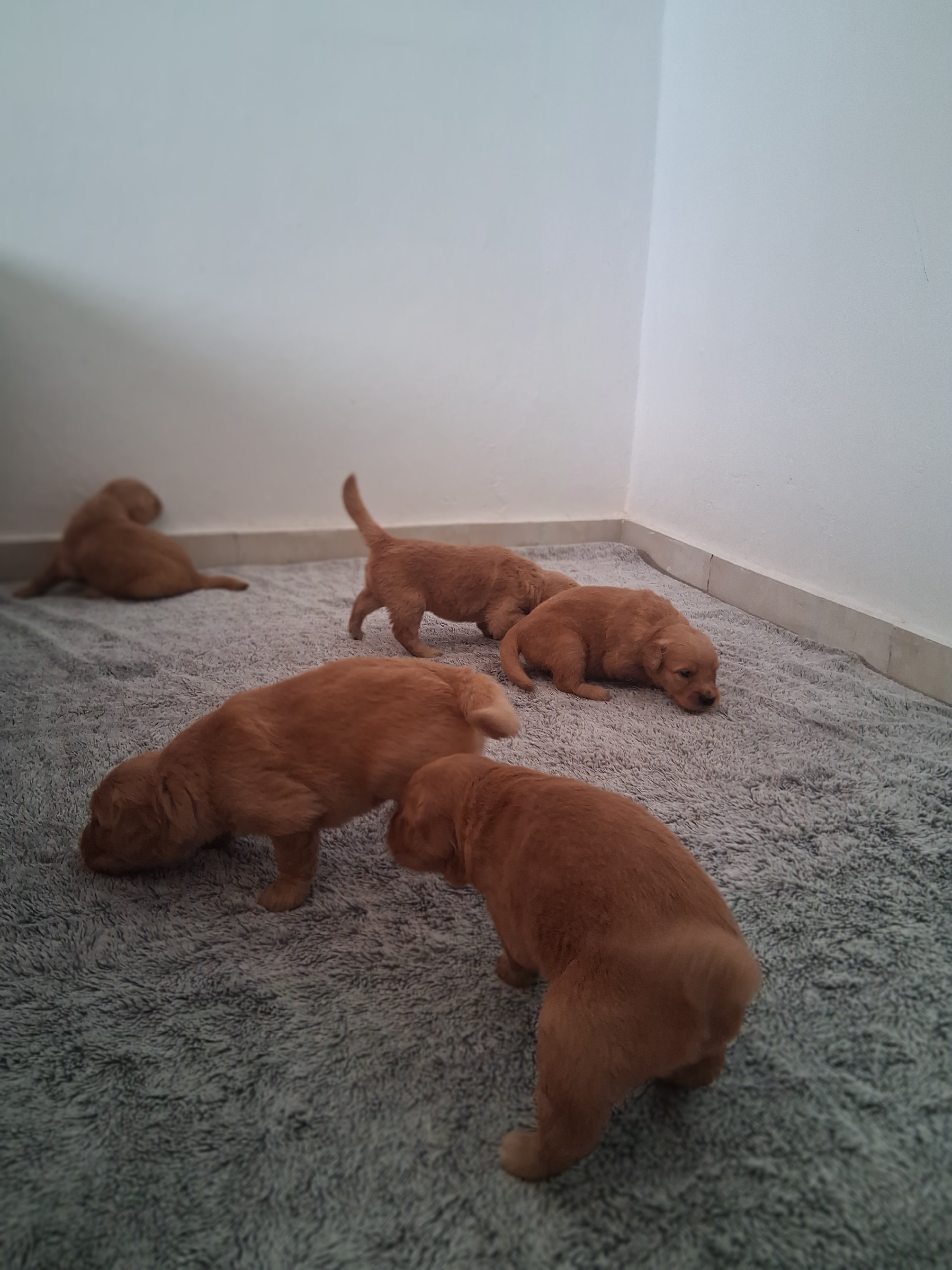 animales y mascotas - Lindos y tiernos camada de Golden Retriever que tus días estén llenos de ternura 3