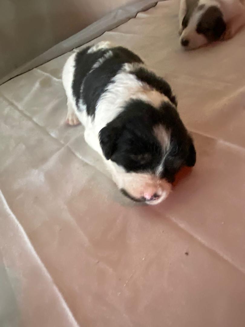 animales y mascotas - se venden estos hermosos cachorros rosgualey y con pastor alemán  5