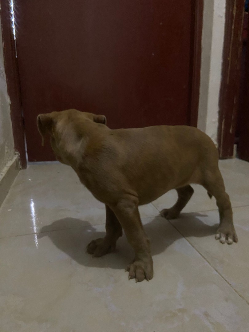 animales y mascotas - Cachorros pitbull 7