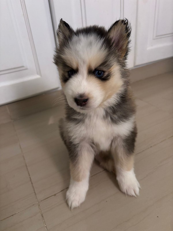 animales y mascotas - Husky siberiano  4