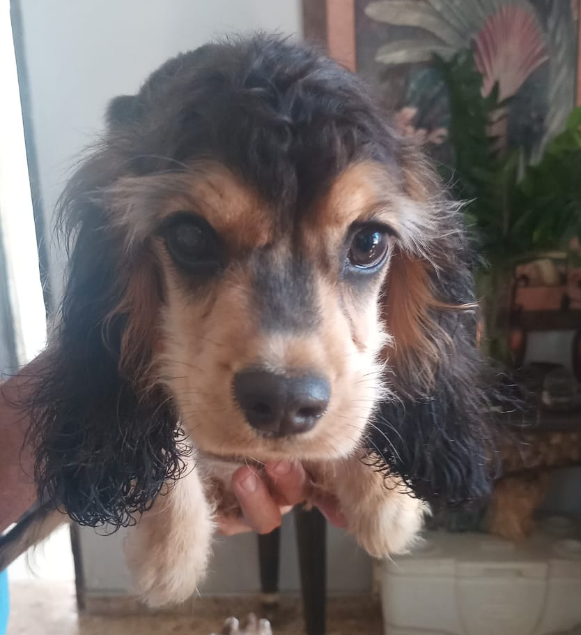 animales y mascotas - Cachorros Cocker 5