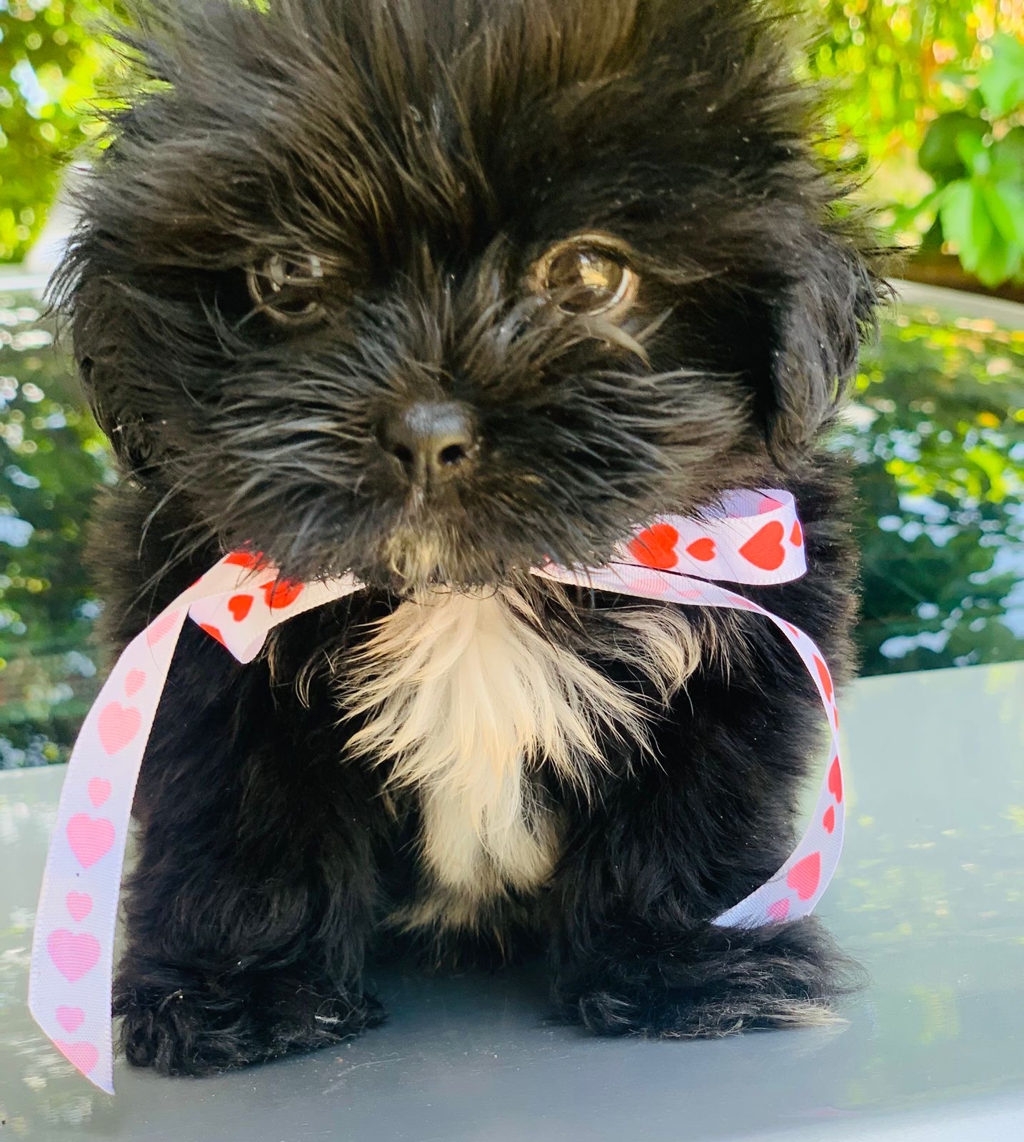 animales y mascotas - vendo cachorro Shith tzu  3