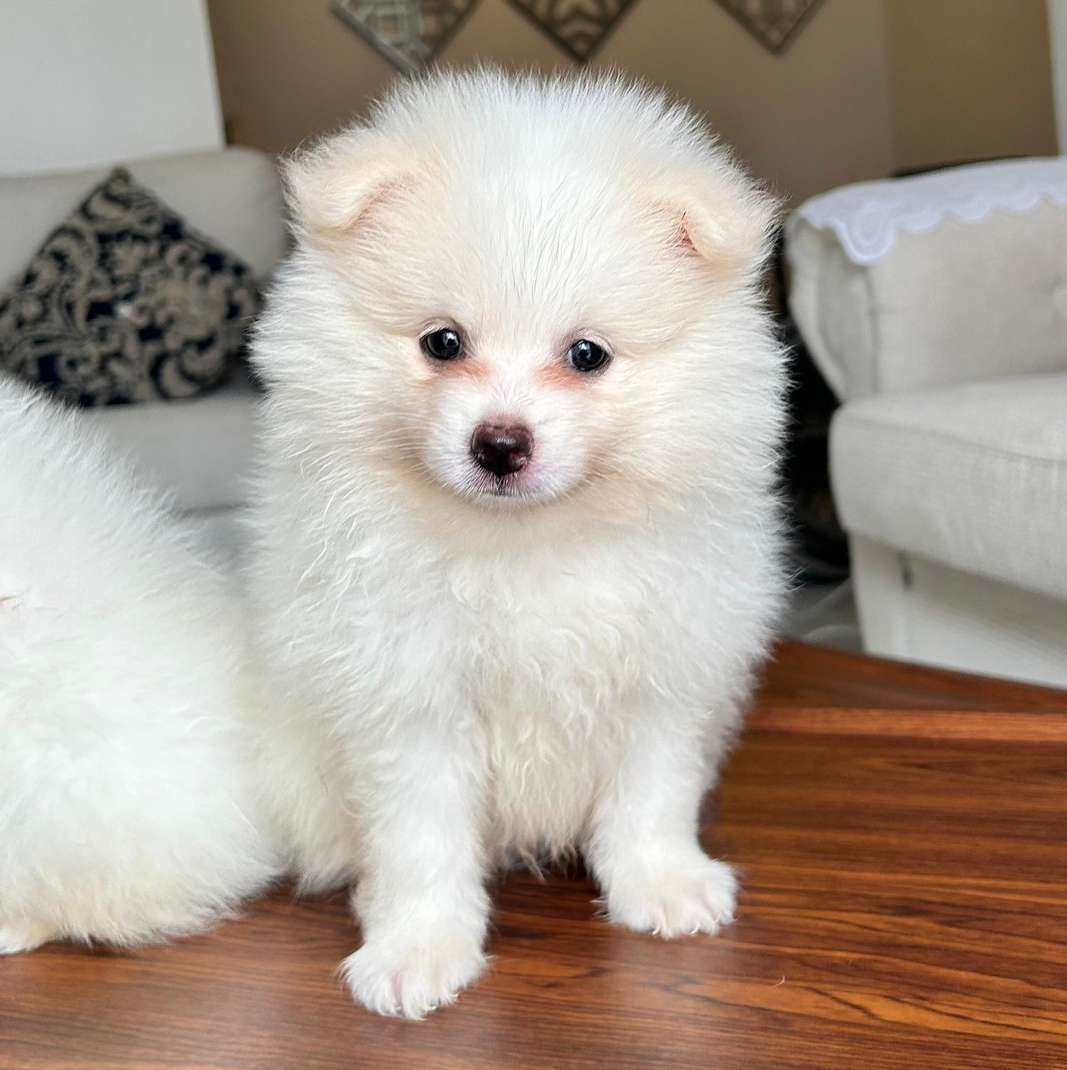 animales y mascotas - POMERANIA  0