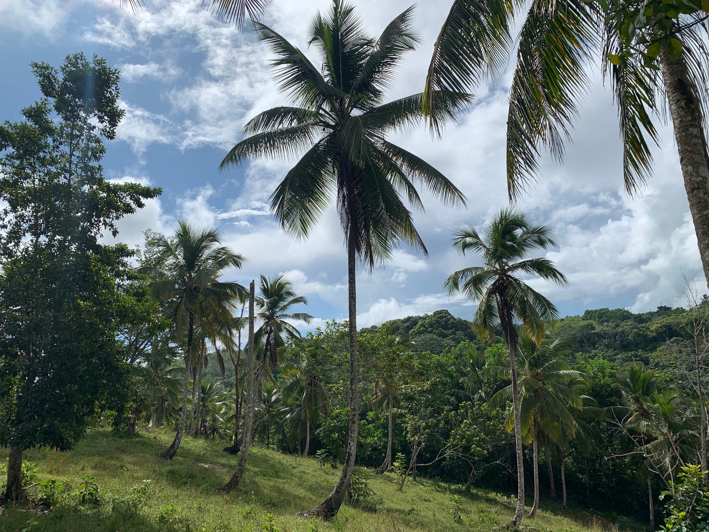 solares y terrenos - Finca de Coco de 121 tareas entre Samaná/El Limón y Las Terrenas  0