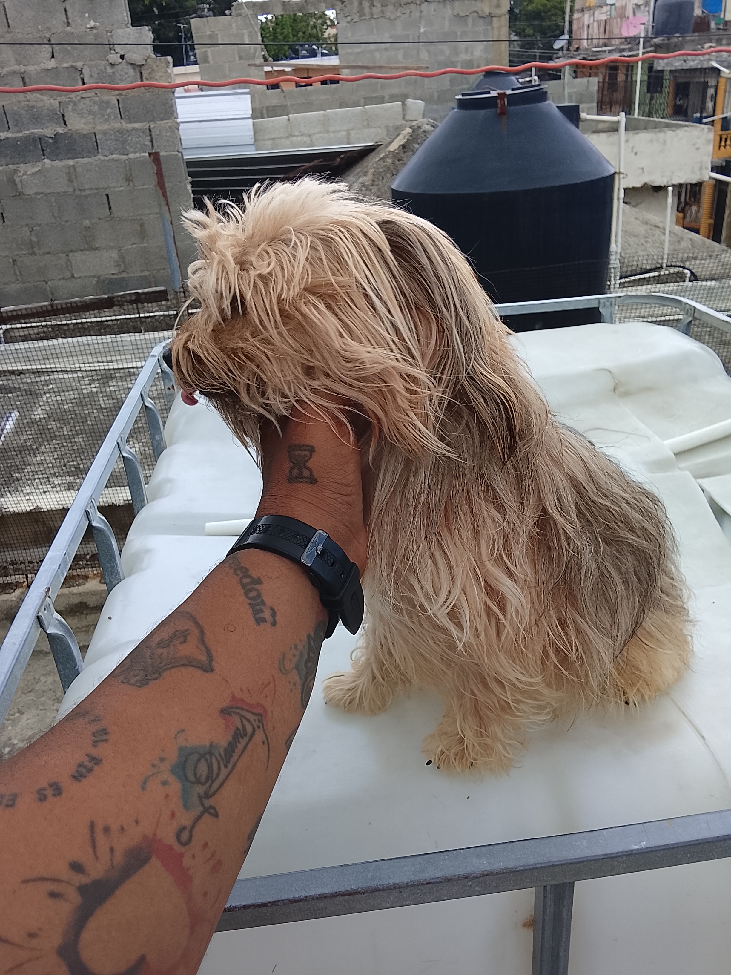 animales y mascotas - Perros yorkiepoo los padres estan al final 6
