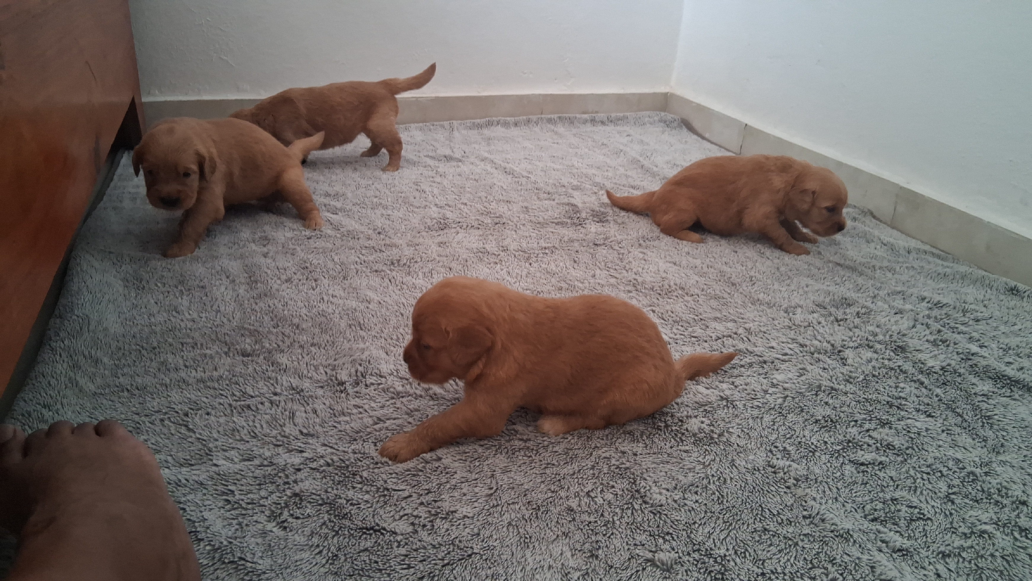 animales y mascotas - Lindos y tiernos camada de Golden Retriever que tus días estén llenos de ternura 4
