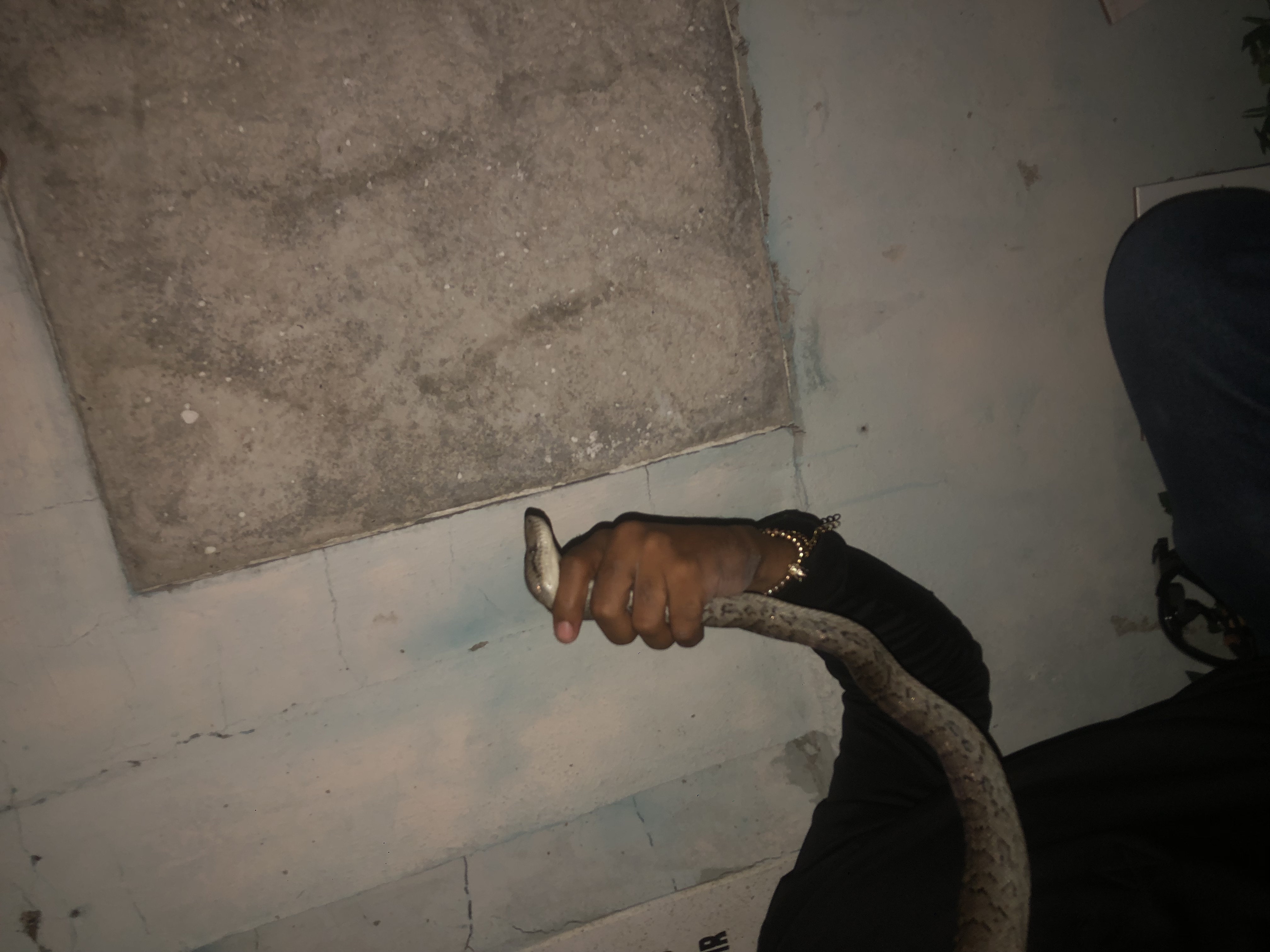 animales y mascotas - Culebra Serpiente San Pedro de Macorís 7,000 0
