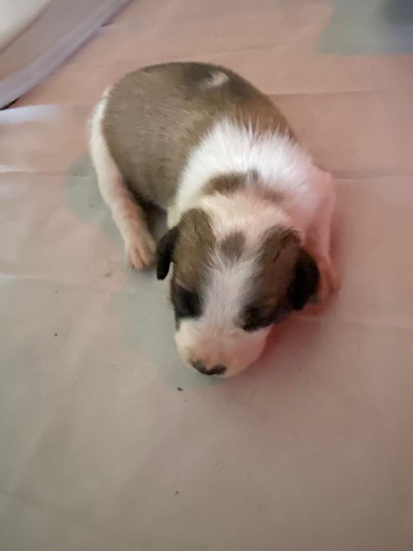 animales y mascotas - se venden estos hermosos cachorros rosgualey y con pastor alemán  6