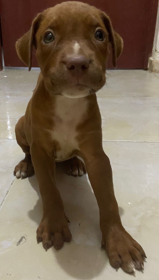 animales y mascotas - Cachorros pitbull 8