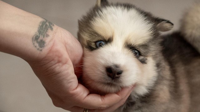 animales y mascotas - Husky siberiano  5