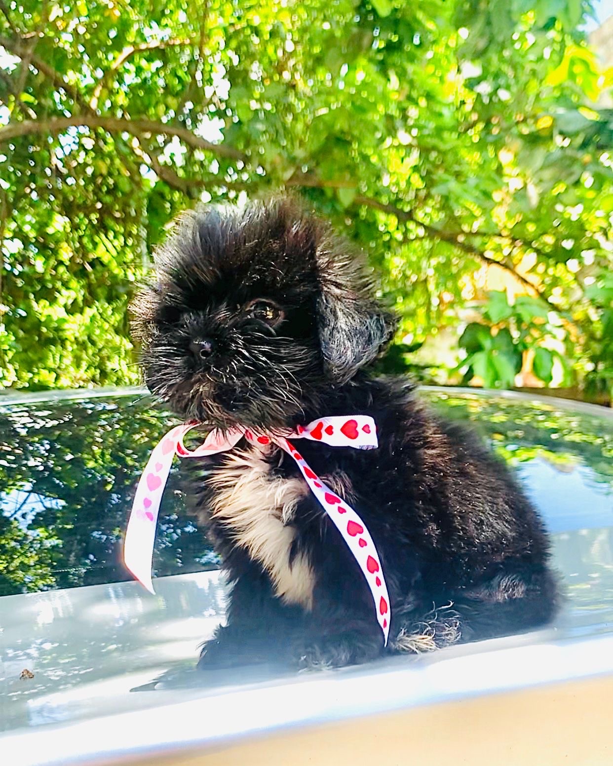 animales y mascotas - vendo cachorro Shith tzu  4
