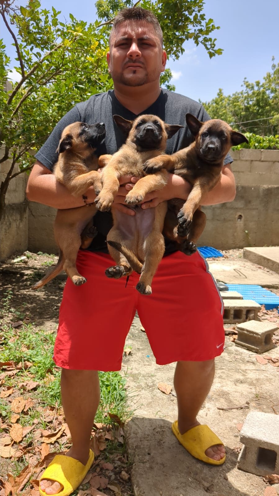 animales y mascotas - Pastores Belga Malinois 