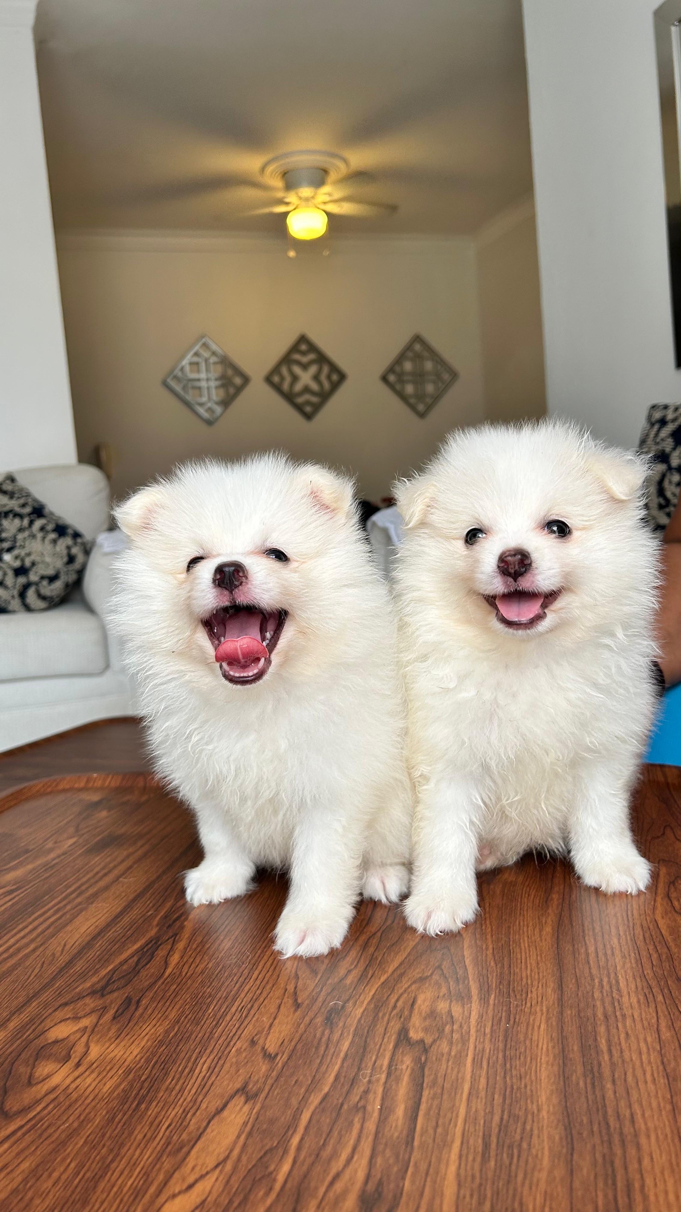 animales y mascotas - POMERANIA  1
