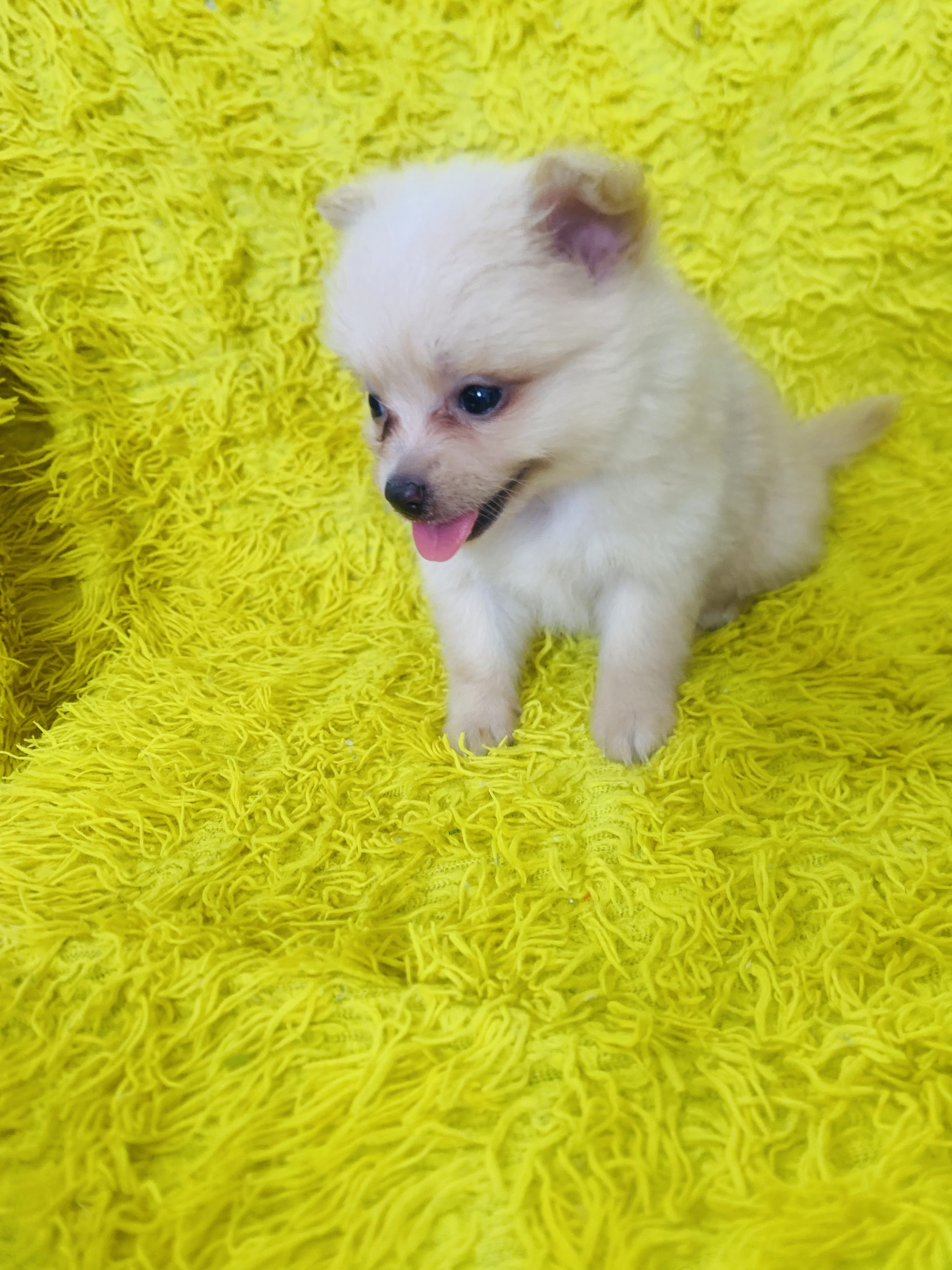 animales y mascotas - Cachorro Pomerania macho 0