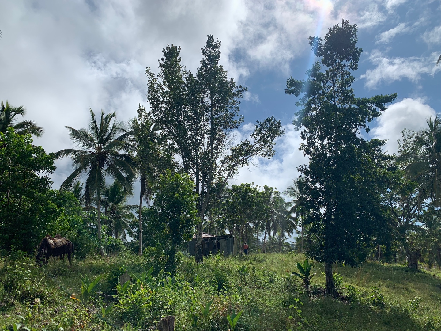 solares y terrenos - Finca de Coco de 121 tareas entre Samaná/El Limón y Las Terrenas  1