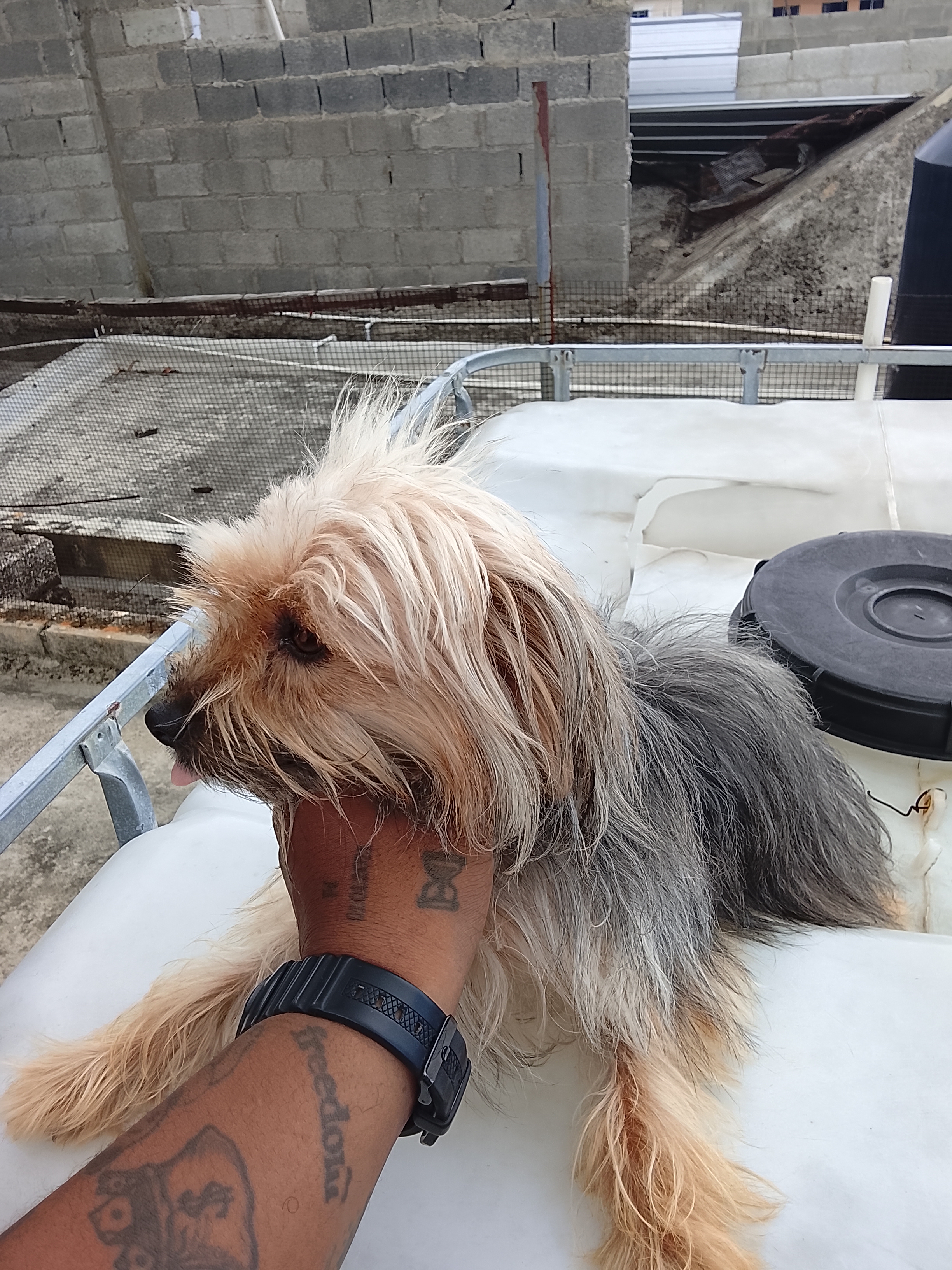 animales y mascotas - Perros yorkiepoo los padres estan al final 7