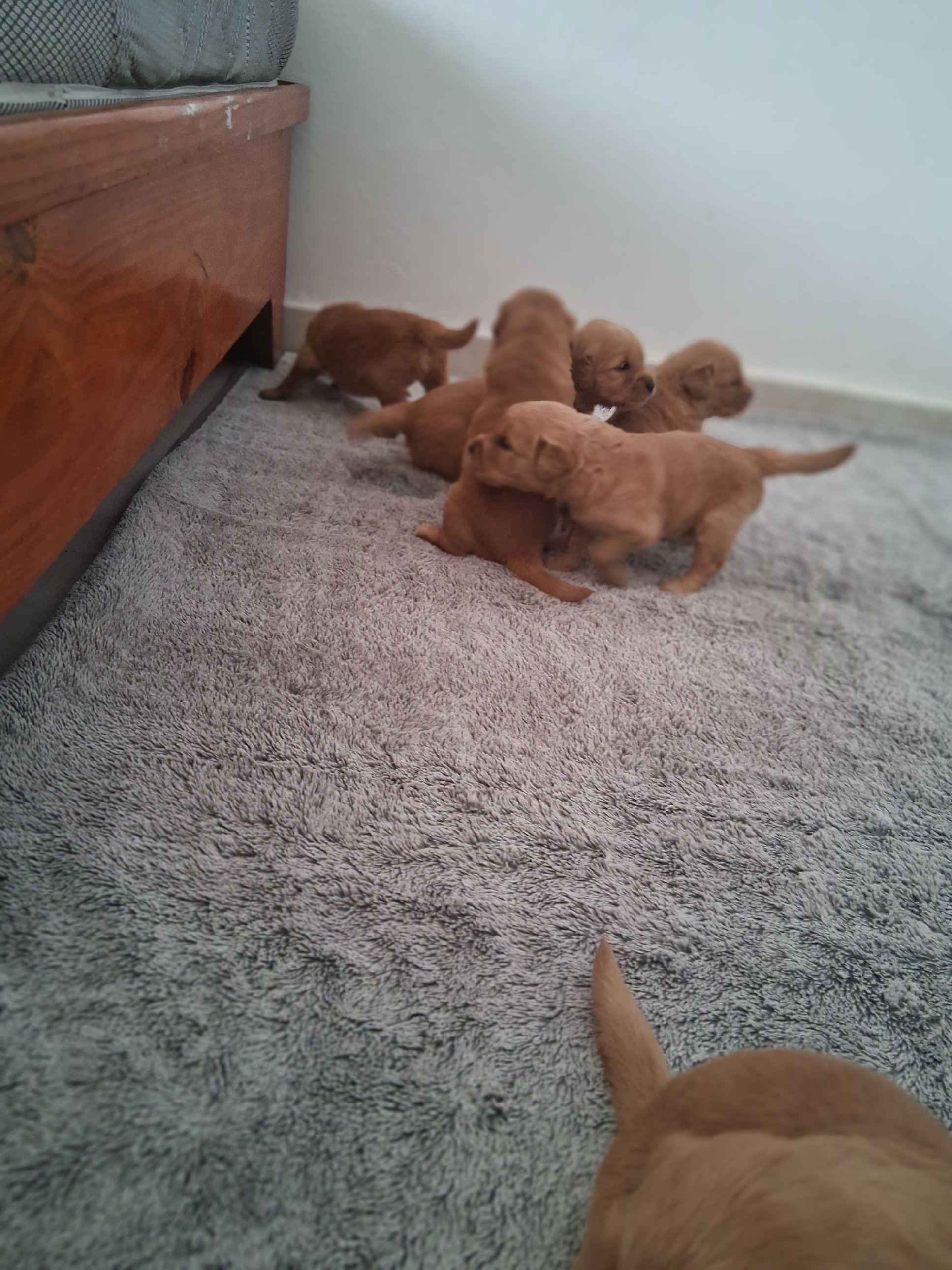 animales y mascotas - Lindos y tiernos camada de Golden Retriever que tus días estén llenos de ternura 5