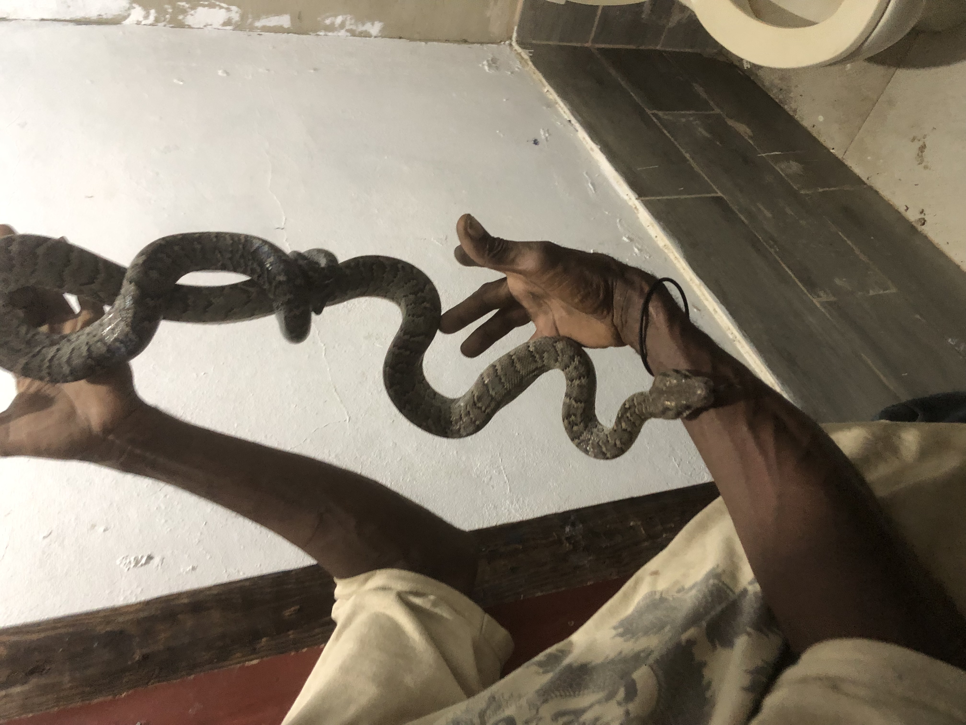 animales y mascotas - Culebra Serpiente San Pedro de Macorís 7,000 1