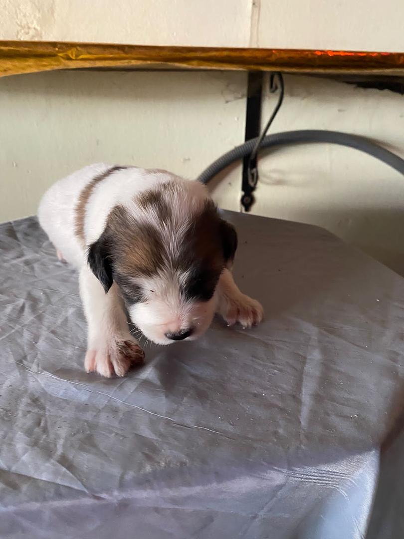 animales y mascotas - se venden estos hermosos cachorros rosgualey y con pastor alemán  7