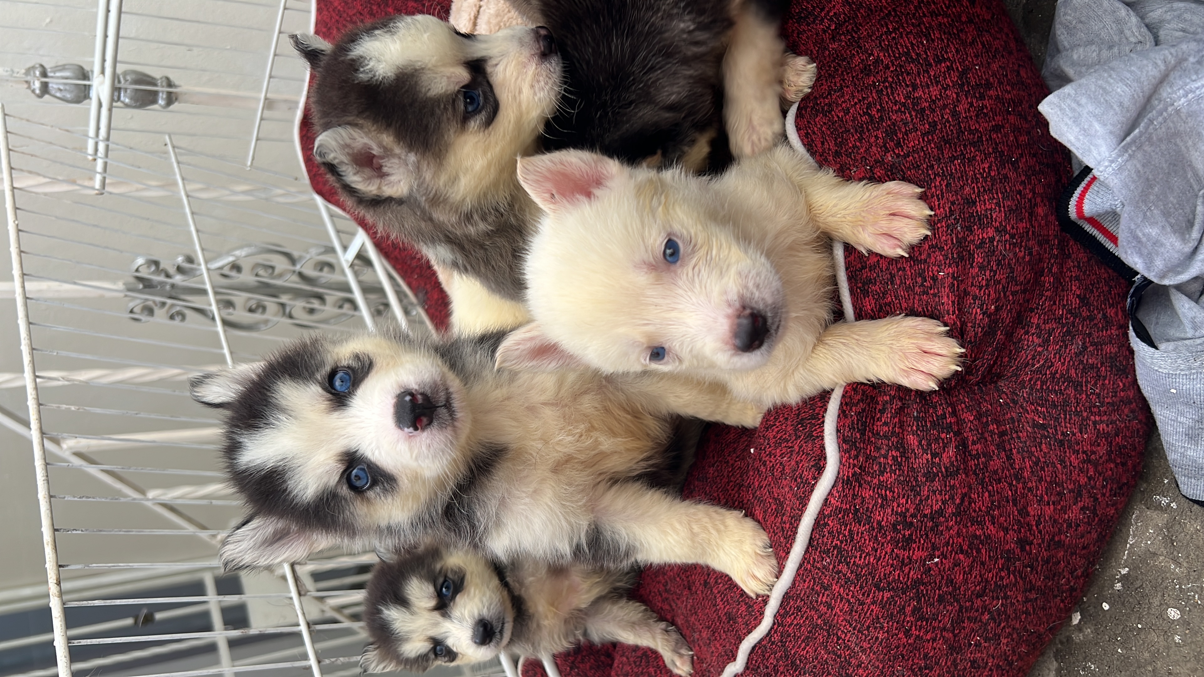 animales y mascotas - Huskys siberianos  0