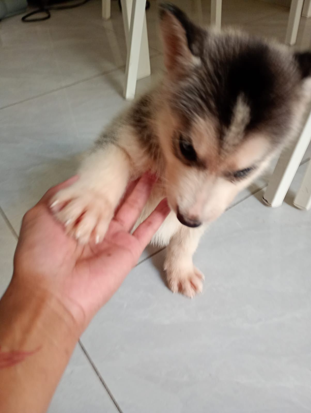 animales y mascotas - Cachorros Husky  12,000 0