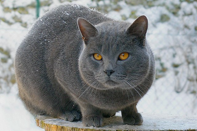 animales y mascotas - gato chartrew frances 1