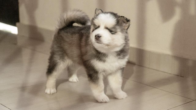 animales y mascotas - Husky siberiano  6