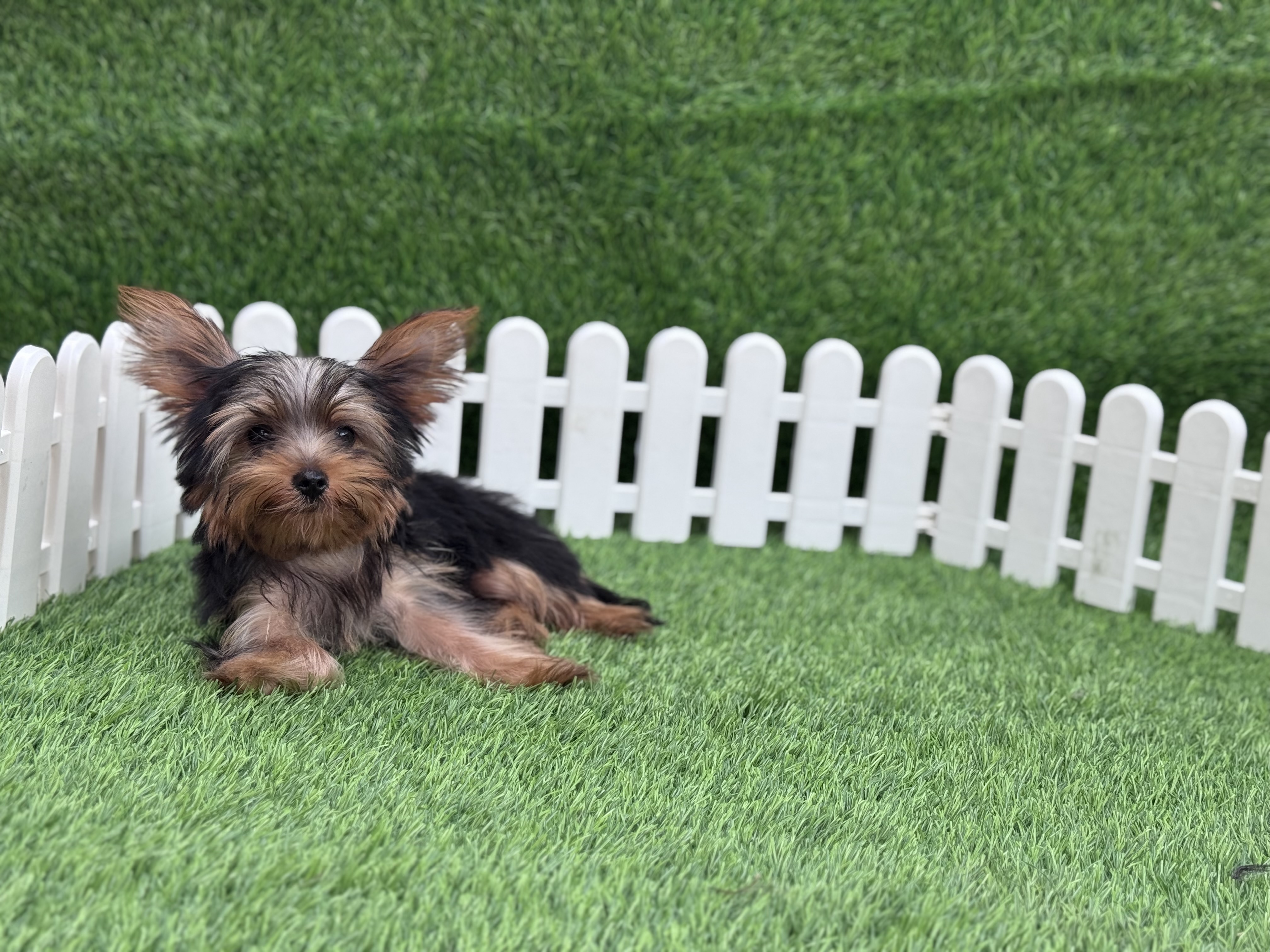 animales y mascotas - Yorkshire terrier toy
