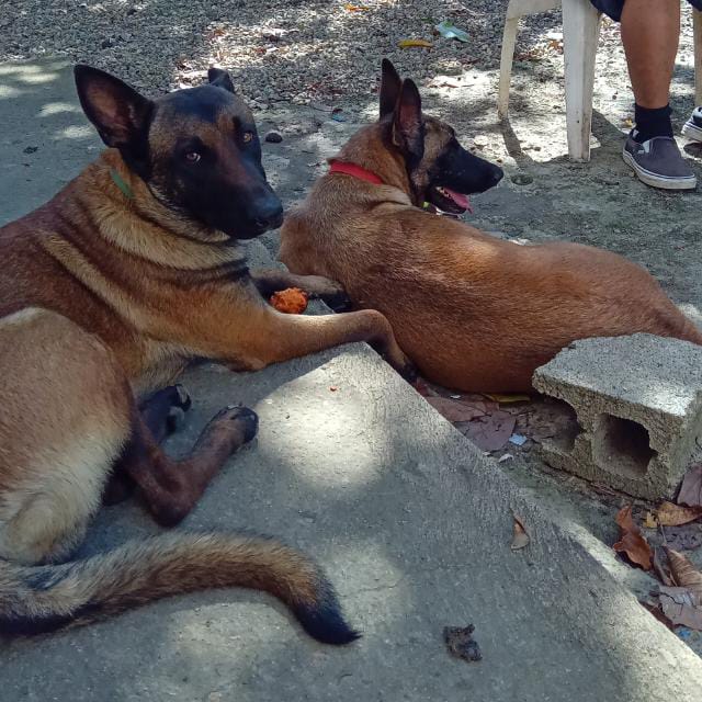 animales y mascotas - Pastores Belga Malinois  2